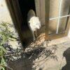 LILLA - 7 Anni  - Simil Spinone  - Taglia: Media  - Carattere: dolce, buona  - Affinità: Persone, cani, gatti Foto 5
